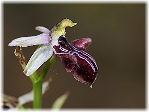 Ophrys antalyensis