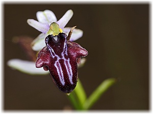 Ophrys antalyensis