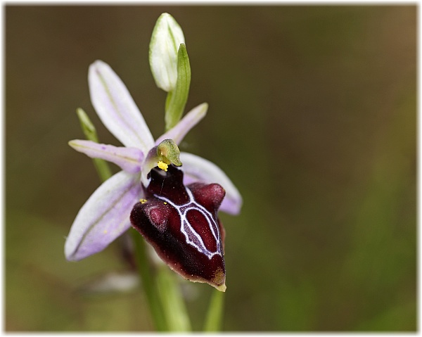 Ophrys antalyensis