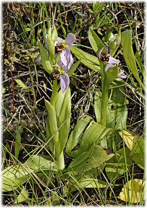 Ophrys apifera