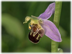 Ophrys apifera