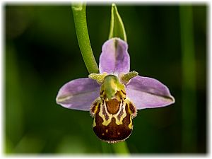 Ophrys apifera