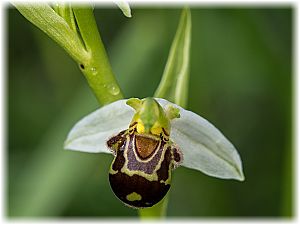 Ophrys apifera