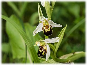 Ophrys apifera