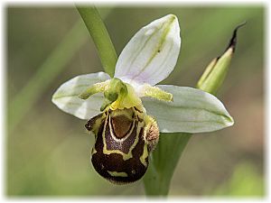 Ophrys apifera