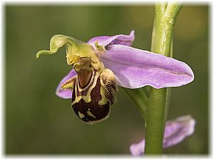 Ophrys apifera