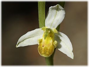 Ophrys apifera var. flavescens