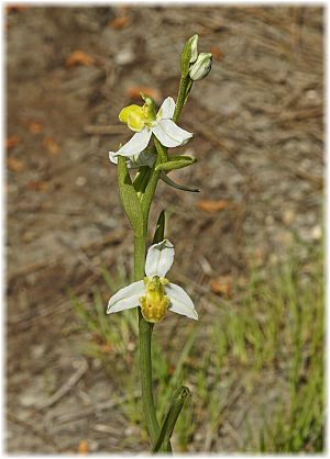 Ophrys apifera var. flavescens