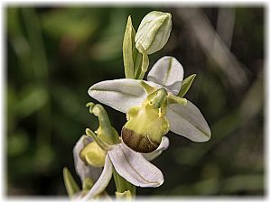 Ophrys apifera var. flavescens