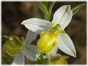 Ophrys apifera var. flavescens