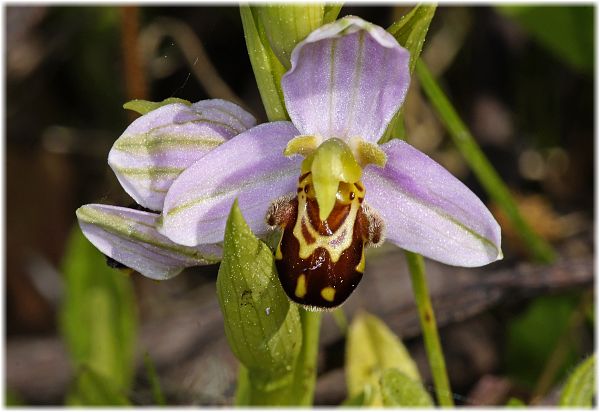 Ophrys apifera