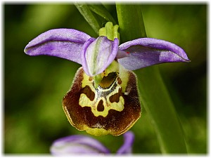 Ophrys aramaerum