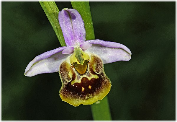 Ophrys aramaeroum