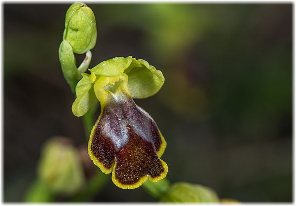 Ophrys archimedea Si