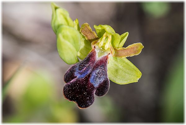 Ophrys attaviria