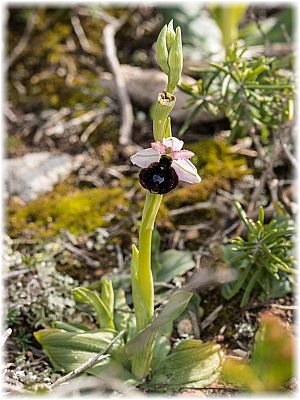 Ophrys balearica