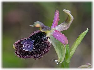 Ophrys bertolonii