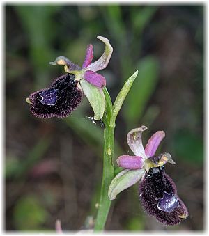 Ophrys bertolonii