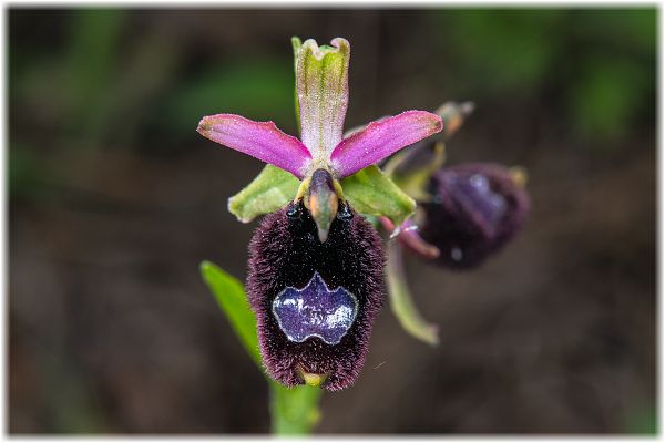 Ophrys bertolonii