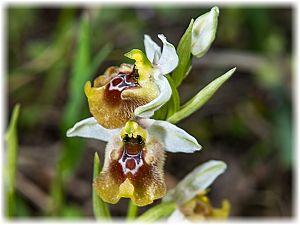 Ophrys biancae