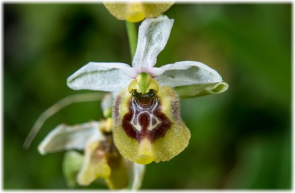 Ophrys biancae