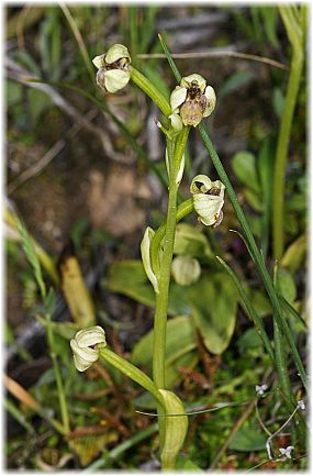 Ophrys bombyliflora