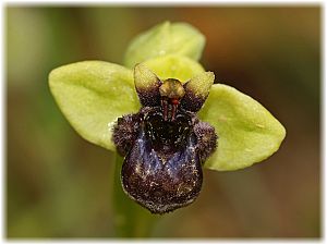 Ophrys bombyliflora