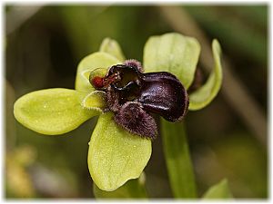 Ophrys bombyliflora