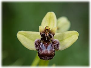 Ophrys bombyliflora