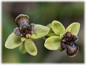 Ophrys bombyliflora