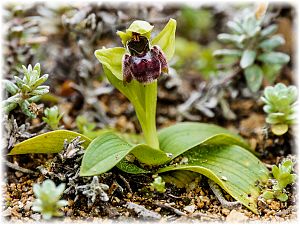 Ophrys bombyliflora