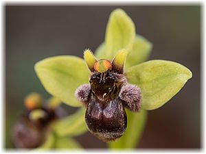 Ophrys bombyliflora