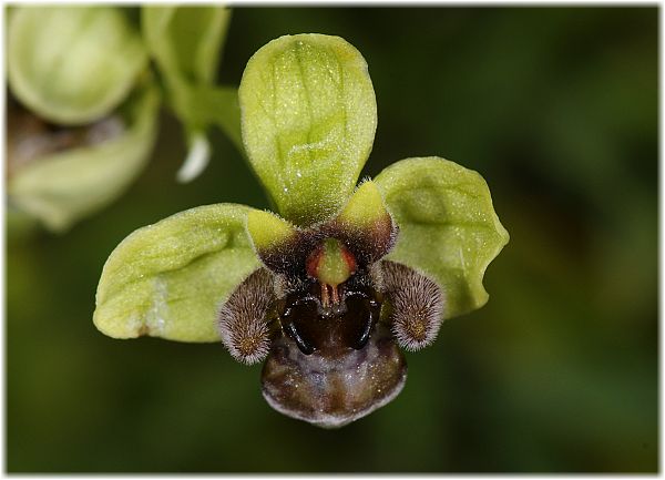 Ophrys bombyliflora