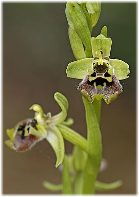 Ophrys bornmuelleri