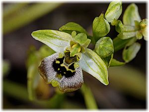 Ophrys bornmuelleri