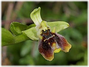 Ophrys bornmuelleri