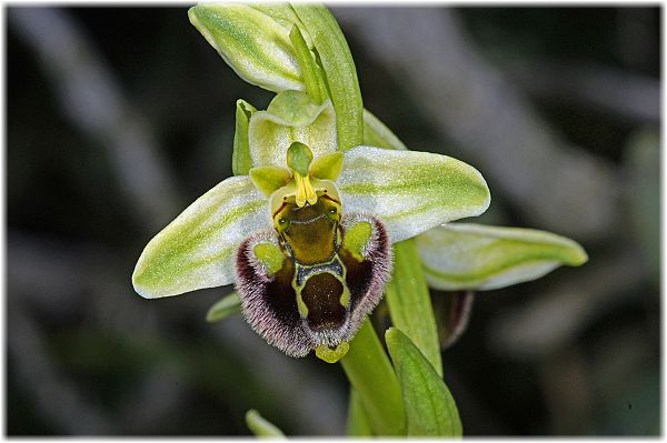 Ophrys bornmuelleri