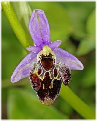 Ophrys bremifera