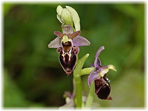 Ophrys bremifera