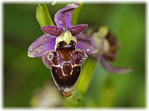 Ophrys bremifera