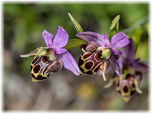 Ophrys bremifera