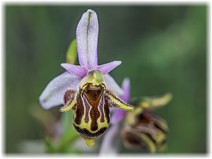 Ophrys bremifera