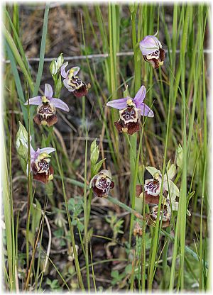 Ophrys calliantha