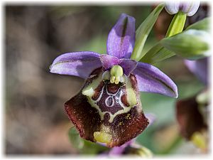 Ophrys calliantha