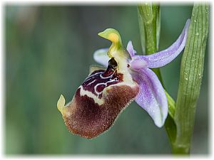 Ophrys calliantha