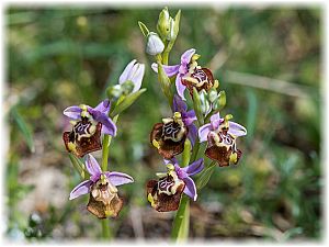 Ophrys calliantha