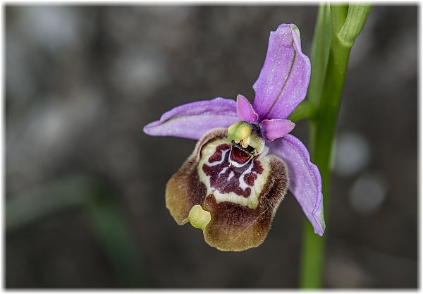 Ophrys calliantha