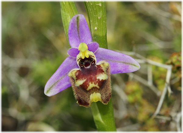 Ophrys candica