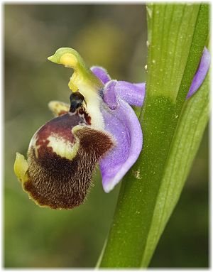 Ophrys candica