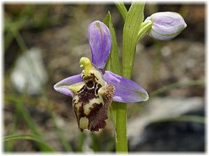 Ophrys candica